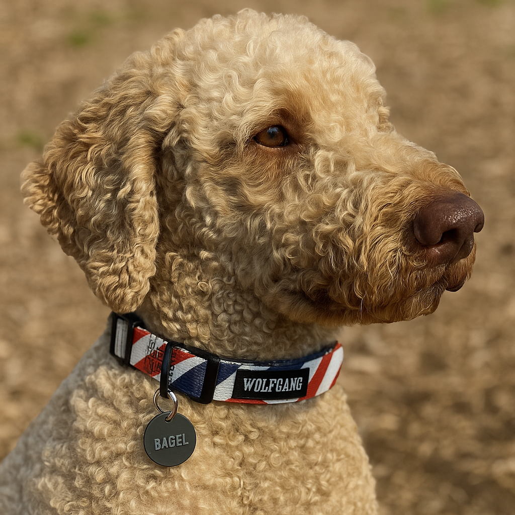 Wolfgang Heavy Duty, Adjustable Dog Collar