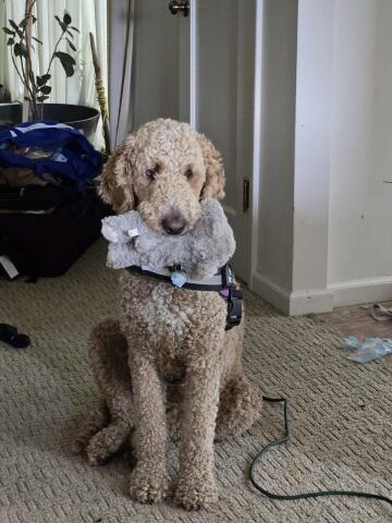 Bagel - A big lovable goofball, who always needs his security blanket (tou)